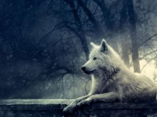 lonely wolf.JPG